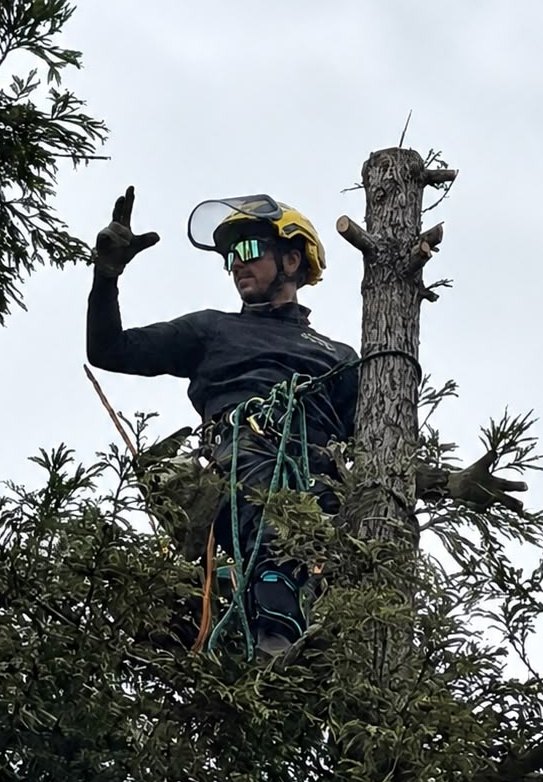 Operador de Grupo Neumann trepado en faena de tala, con su equipo de protección personal
