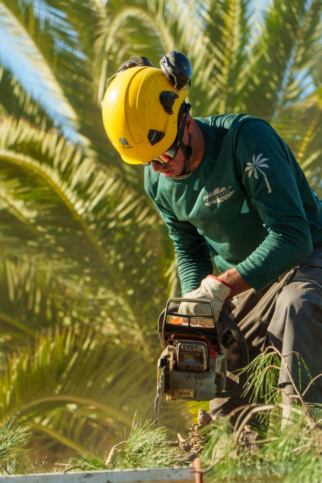 Poda de palmera con motosierra